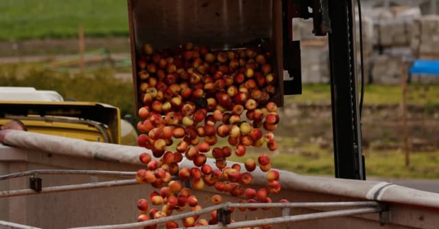 Po ile jabłka na skupie? Sprawdź aktualne ceny i różnice w odmianach