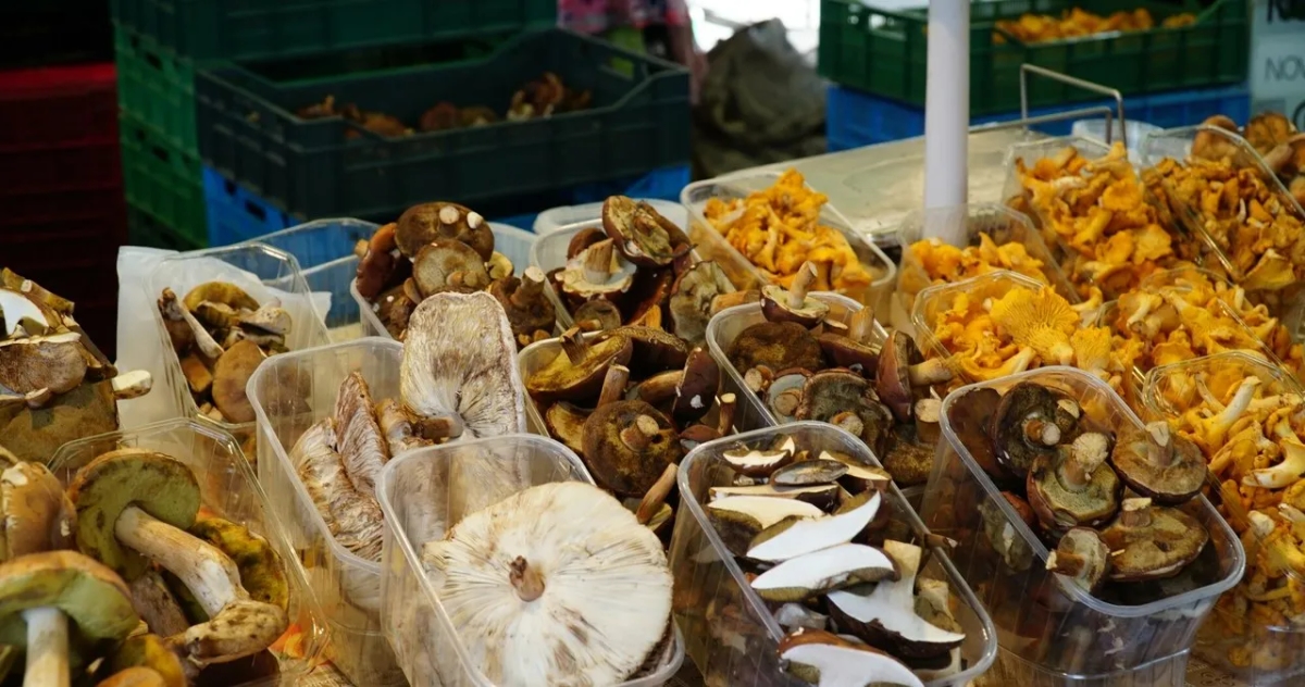 Po ile grzyby na skupie - aktualne ceny i co wpływa na stawki