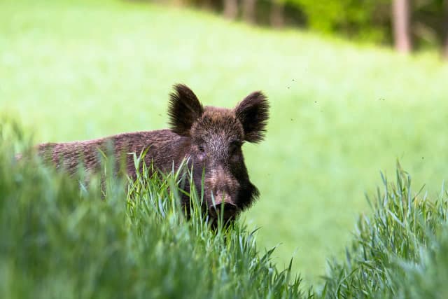 Ile kosztuje dzik w skupie? Sprawdź aktualne ceny i czynniki wpływające Ile kosztuje dzik w skupie? Sprawdź aktualne ceny i czynniki wpływające